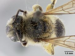 Colletes aestivalis by the Smithsonian. Used under a CC0 license.
