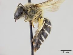 Colletes aestivalis by the Smithsonian. Used under a CC0 license.