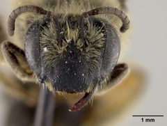Colletes aestivalis by the Smithsonian. Used under a CC0 license.