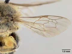 Colletes aestivalis by the Smithsonian. Used under a CC0 license.