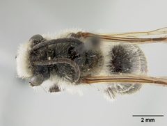 Colletes inaequalis by the Smithsonian. Used under a CC0 license.