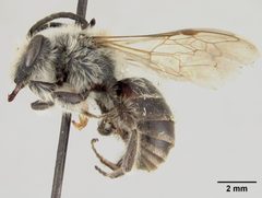 Colletes inaequalis by the Smithsonian. Used under a CC0 license.