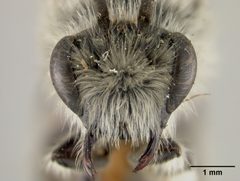 Colletes inaequalis by the Smithsonian. Used under a CC0 license.