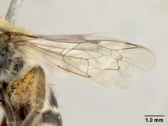 Colletes kincaidii by the Smithsonian. Used under a CC0 license.