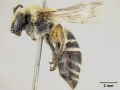 Colletes kincaidii by the Smithsonian. Used under a CC0 license.