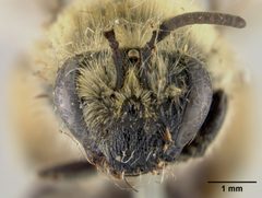 Colletes kincaidii by the Smithsonian. Used under a CC0 license.