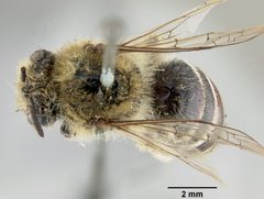 Colletes kincaidii by the Smithsonian. Used under a CC0 license.