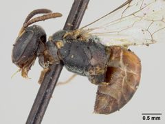 Hylaeus graenicheri by the Smithsonian. Used under a CC0 license.