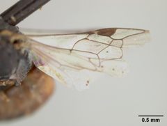 Hylaeus graenicheri by the Smithsonian. Used under a CC0 license.