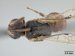 Hylaeus graenicheri by the Smithsonian. Used under a CC0 license.