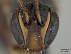 Hylaeus graenicheri by the Smithsonian. Used under a CC0 license.