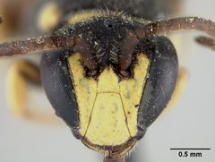 Hylaeus (Prosopis) ornatus by the Smithsonian. Used under a CC0 license.