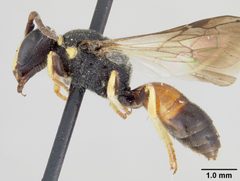 Hylaeus (Prosopis) ornatus by the Smithsonian. Used under a CC0 license.