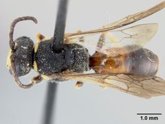 Hylaeus (Prosopis) ornatus by the Smithsonian. Used under a CC0 license.