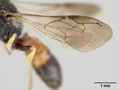 Hylaeus (Prosopis) ornatus by the Smithsonian. Used under a CC0 license.