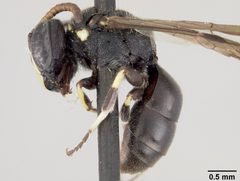 Hylaeus polifolii catalinensis by the Smithsonian. Used under a CC0 license.