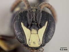 Hylaeus polifolii catalinensis by the Smithsonian. Used under a CC0 license.