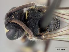 Hylaeus polifolii catalinensis by the Smithsonian. Used under a CC0 license.