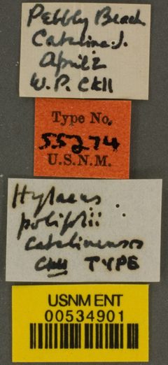 Hylaeus polifolii catalinensis by the Smithsonian. Used under a CC0 license.