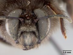 Ptiloglossa crawfordi by the Smithsonian. Used under a CC0 license.