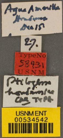 Ptiloglossa hondurasica by the Smithsonian. Used under a CC0 license.