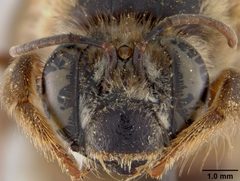 Ptiloglossa hondurasica by the Smithsonian. Used under a CC0 license.