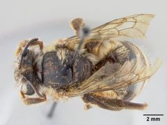 Ptiloglossa hondurasica by the Smithsonian. Used under a CC0 license.