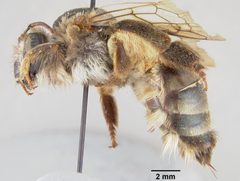 Ptiloglossa hondurasica by the Smithsonian. Used under a CC0 license.