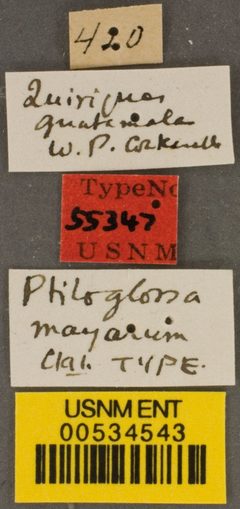 Ptiloglossa mayarum by the Smithsonian. Used under a CC0 license.