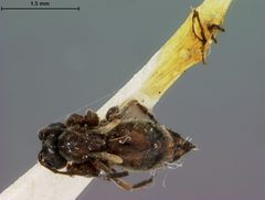 Acraspis undulata by the Smithsonian. Used under a CC0 license.