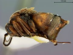 Acraspis villosus by the Smithsonian. Used under a CC0 license.