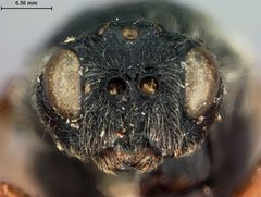 Amphibolips globulus by the Smithsonian. Used under a CC0 license.