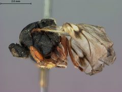 Amphibolips globulus by the Smithsonian. Used under a CC0 license.