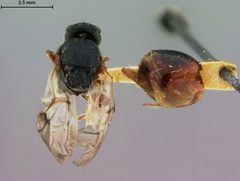 Amphibolips globulus by the Smithsonian. Used under a CC0 license.