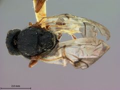 Amphibolips globulus by the Smithsonian. Used under a CC0 license.