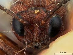 Amphibolips murata by the Smithsonian. Used under a CC0 license.