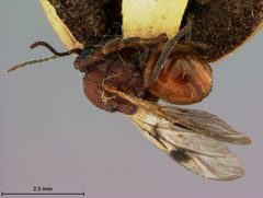 Amphibolips murata by the Smithsonian. Used under a CC0 license.