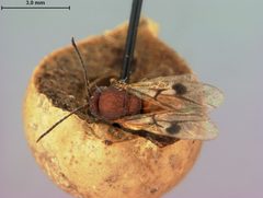 Amphibolips murata by the Smithsonian. Used under a CC0 license.