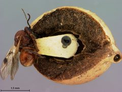 Amphibolips murata by the Smithsonian. Used under a CC0 license.
