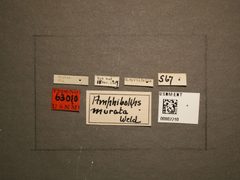 Amphibolips murata by the Smithsonian. Used under a CC0 license.