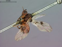 Amphibolips spinosa by the Smithsonian. Used under a CC0 license.