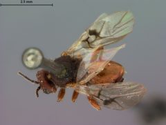 Amphibolips spinosa by the Smithsonian. Used under a CC0 license.
