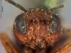 Amphibolips spinosa by the Smithsonian. Used under a CC0 license.