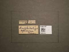 Amphibolips spinosa by the Smithsonian. Used under a CC0 license.