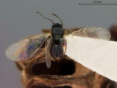 Andricus coortus by the Smithsonian. Used under a CC0 license.
