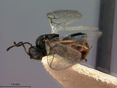 Andricus coortus by the Smithsonian. Used under a CC0 license.