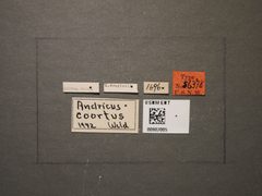 Andricus coortus by the Smithsonian. Used under a CC0 license.