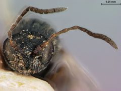 Andricus coortus by the Smithsonian. Used under a CC0 license.