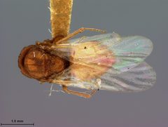 Andricus coronus by the Smithsonian. Used under a CC0 license.