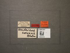 Andricus coronus by the Smithsonian. Used under a CC0 license.